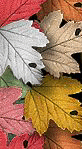 Original image: leaves